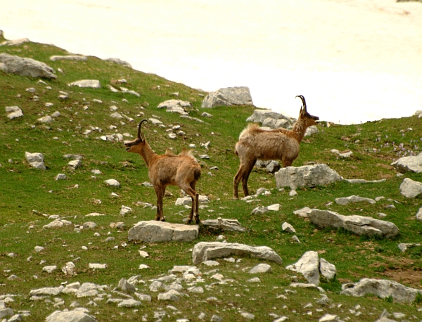 Camoscio d''Abruzzo Rupicapra pyrenaica ornata